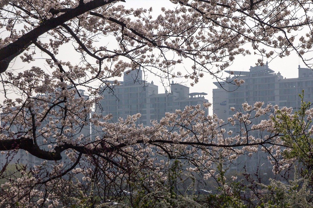 Cherry blossoms over the water at a Seoul park