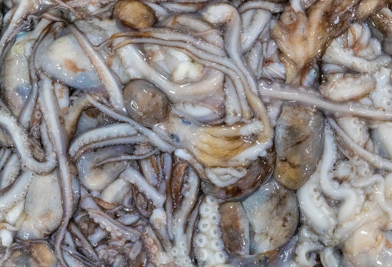 Fresh octopus on ice at Noryangjin fish market, Seoul