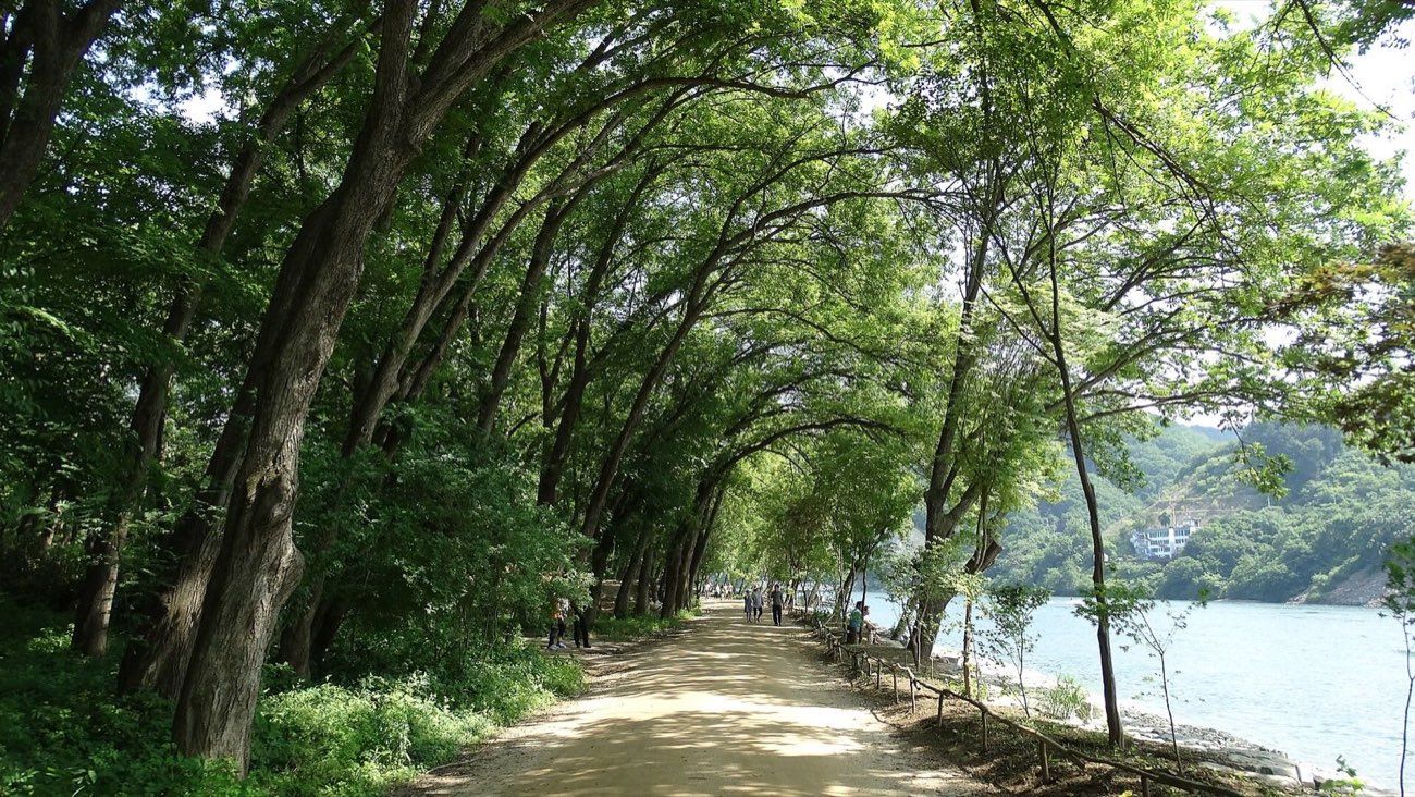 Tree-lined riverside walking path on Nami Island, Gapyeong